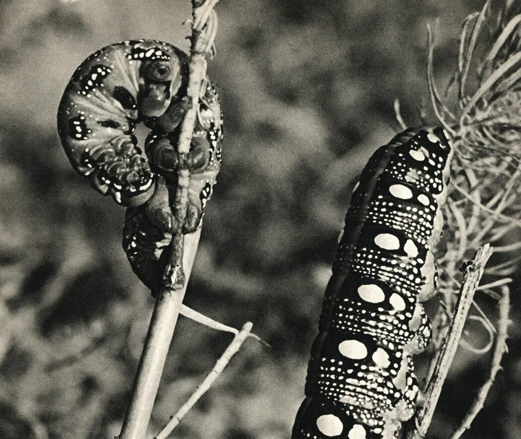 винсент ван гог бражник мертвая голова. бражник бабочка мифология. винсент ван гог бражник мертвая голова.