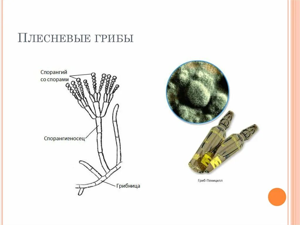 Рассмотрите изображение шести организмов пеницилл мукор