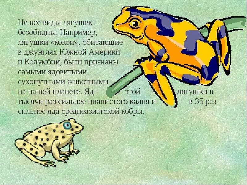 Интересные факты о лягушках. Факты о лягушках. забавные факты о лягушках. интересные факты о жабах. интересные факты о лягушках для детей.