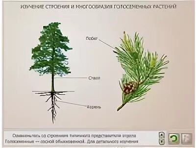 Хвойное растение схема