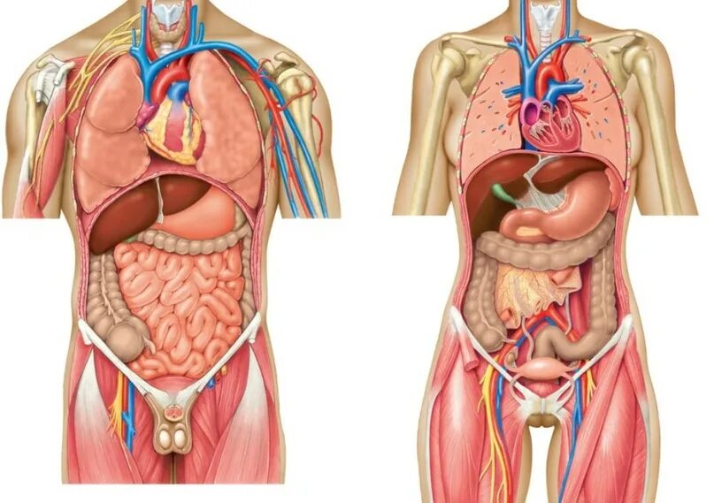 Анатомия органов брюшной полости. Анатомия органов человека брюшной полости. Диафрагма и органы брюшной полости. Внутренние органы женщины. Брюшная и грудная полость тела