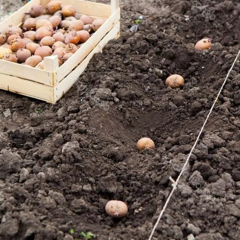 Подготовка картофеля к посадке весной в домашних. Посадка картофеля. Посадка картошки. Предпосадочная обработка картофеля. Подготовка посадочного материала к посадке картофеля.