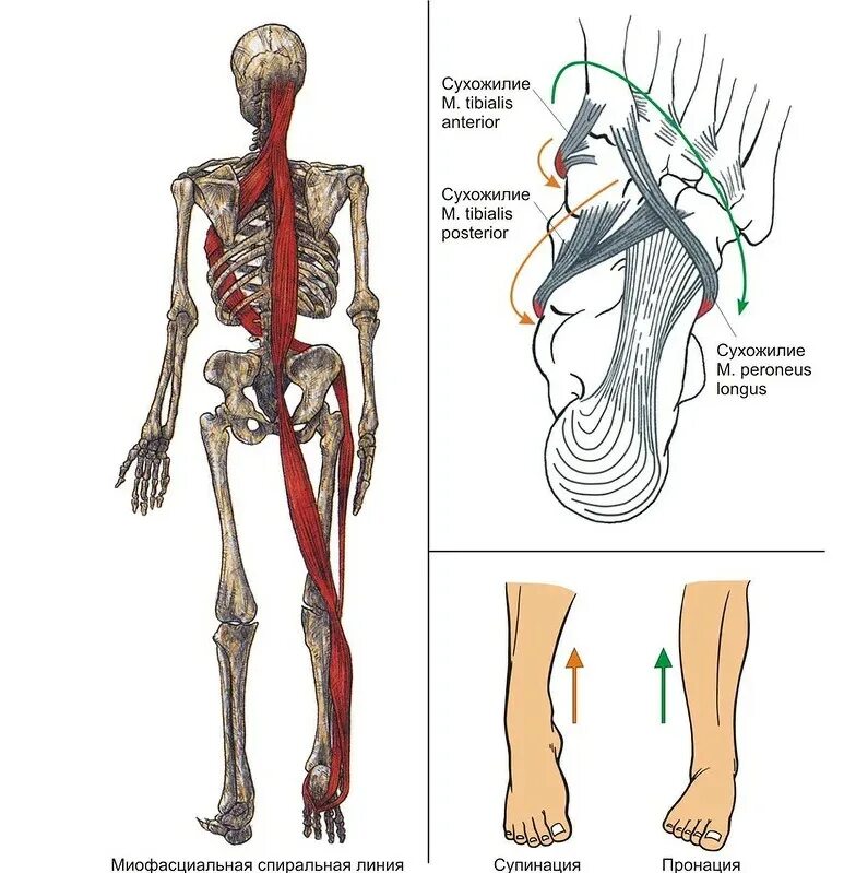 Плоскостопие и позвоночник. Мышцы стопы плоскостопие. Мышечные цепи миофасциальные. Миофасциальные цепи стопы. Анатомические поезда стопа.