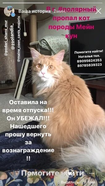 Что делать если сбежал кот. Кот тиша потерялся. анекдоты про сбежавшего кота.