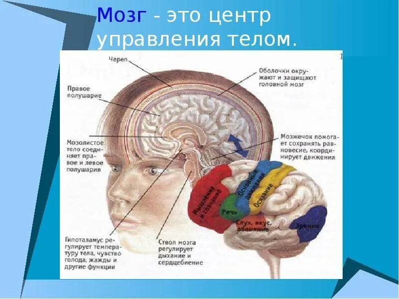 Центр управления мозгом