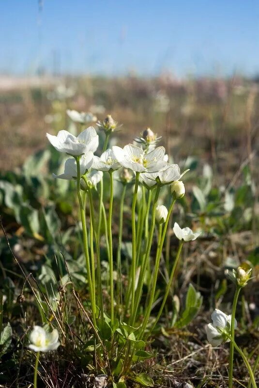 Northern flowers. Растения тундры полярный мак. Northern flowers. Northern flowers. Лютик арктический.