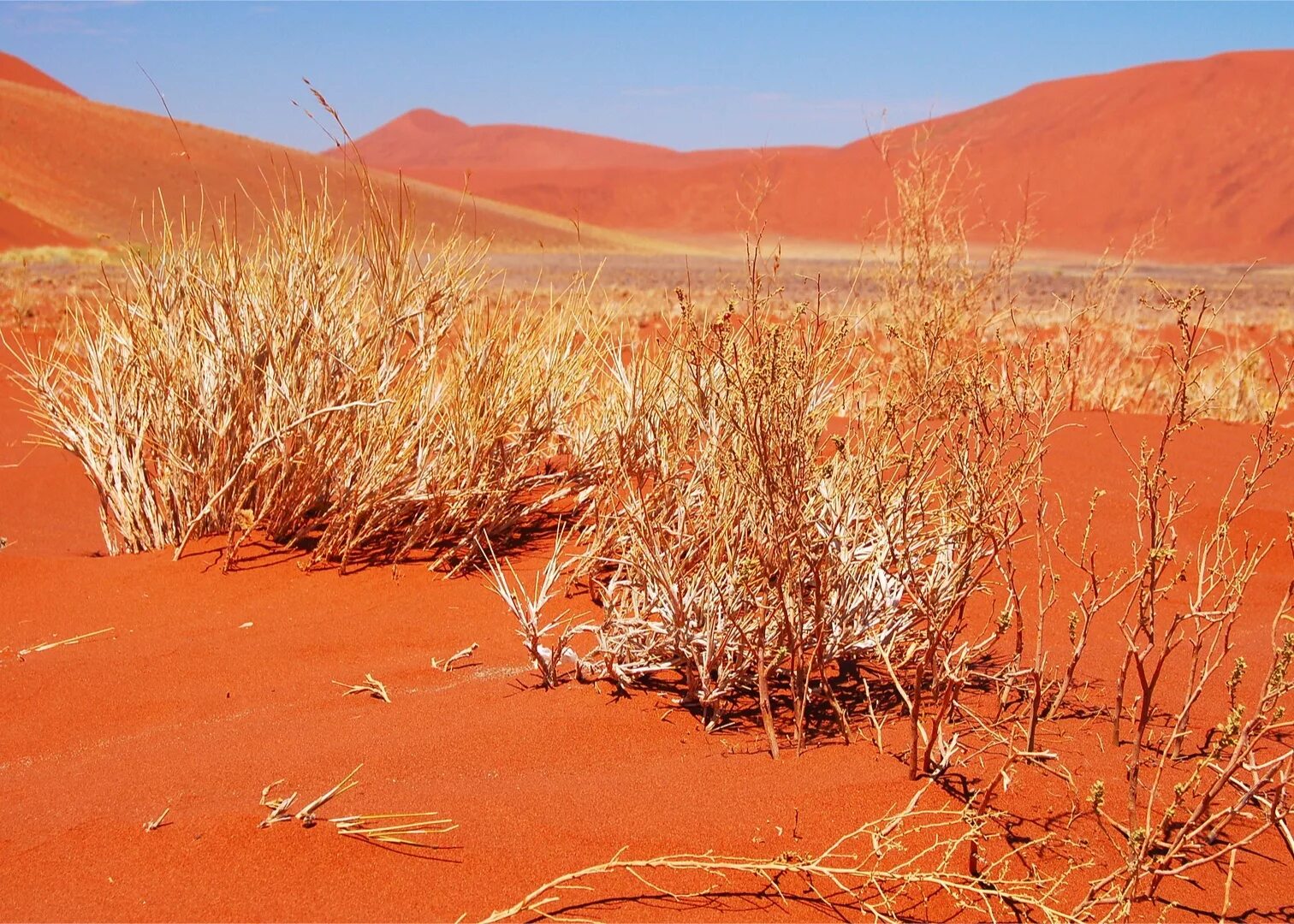 Фрагменты произведений о полупустыне или пустыне. Пустыня Калахари климат. Растения пустыни Калахари. Пустыня Калахари растительность. Растительный мир пустыни Калахари.