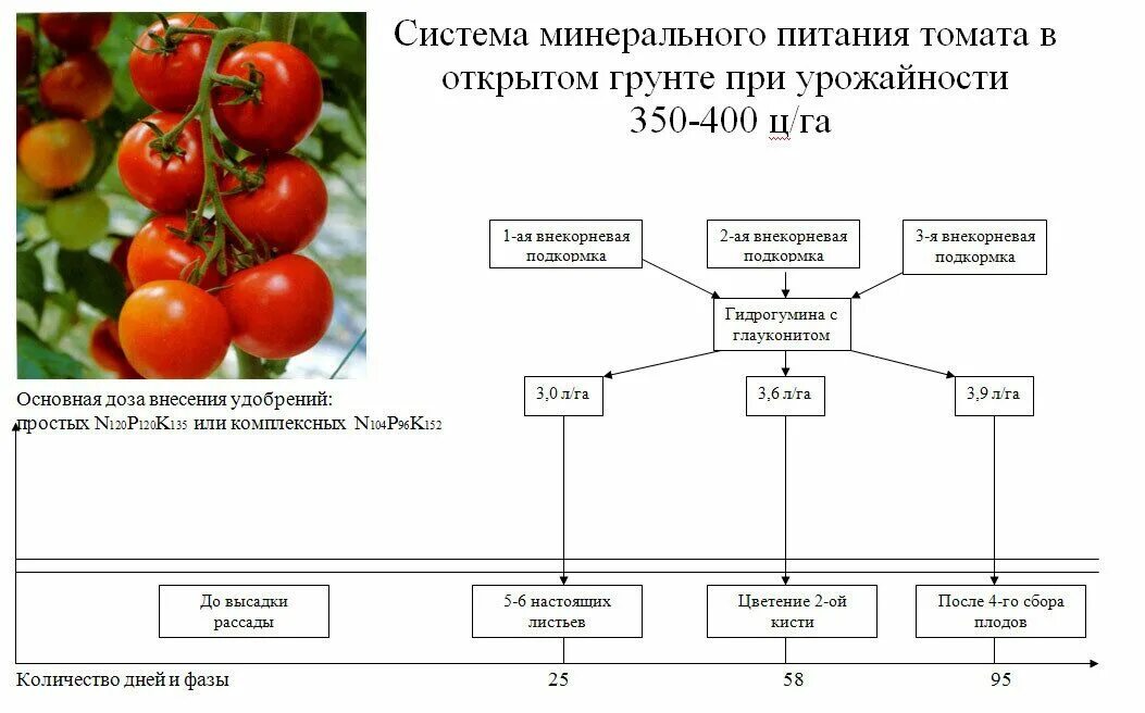 Какие отношения складываются между томатом и осотом. Схема удобрения томатов в открытом грунте. Схема подкормки томатов в парнике. Схема удобрения для помидор в теплице. Схема удобрения помидор.