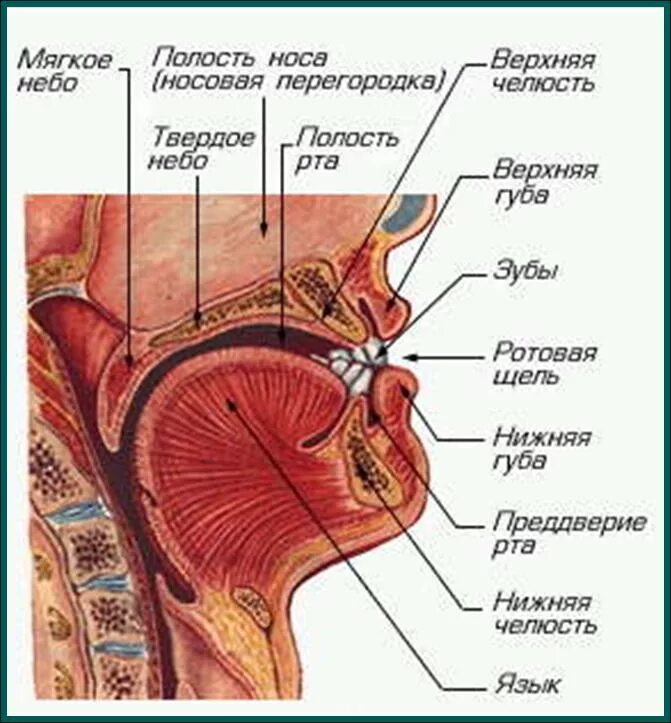 Над языком находится