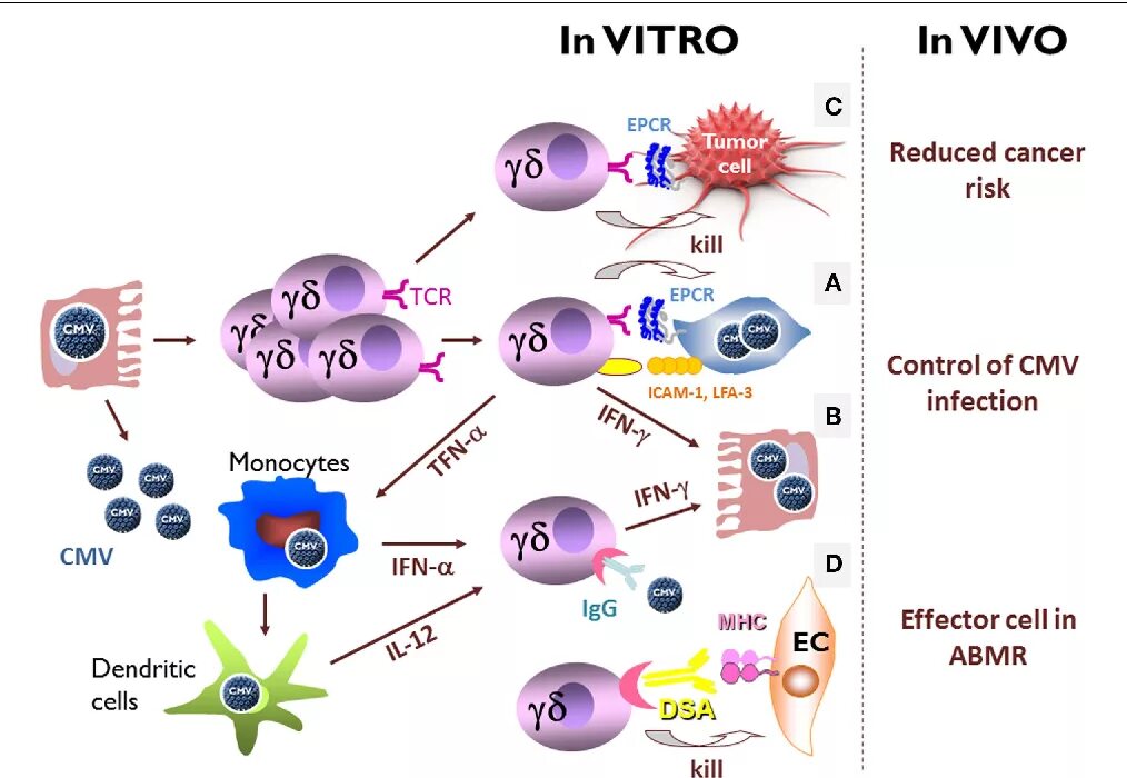 In vitro и ин Виво. In vivo и in vitro что это такое. In vivo и in vitro что это такое в фармакологии. Метод in vivo in vitro.