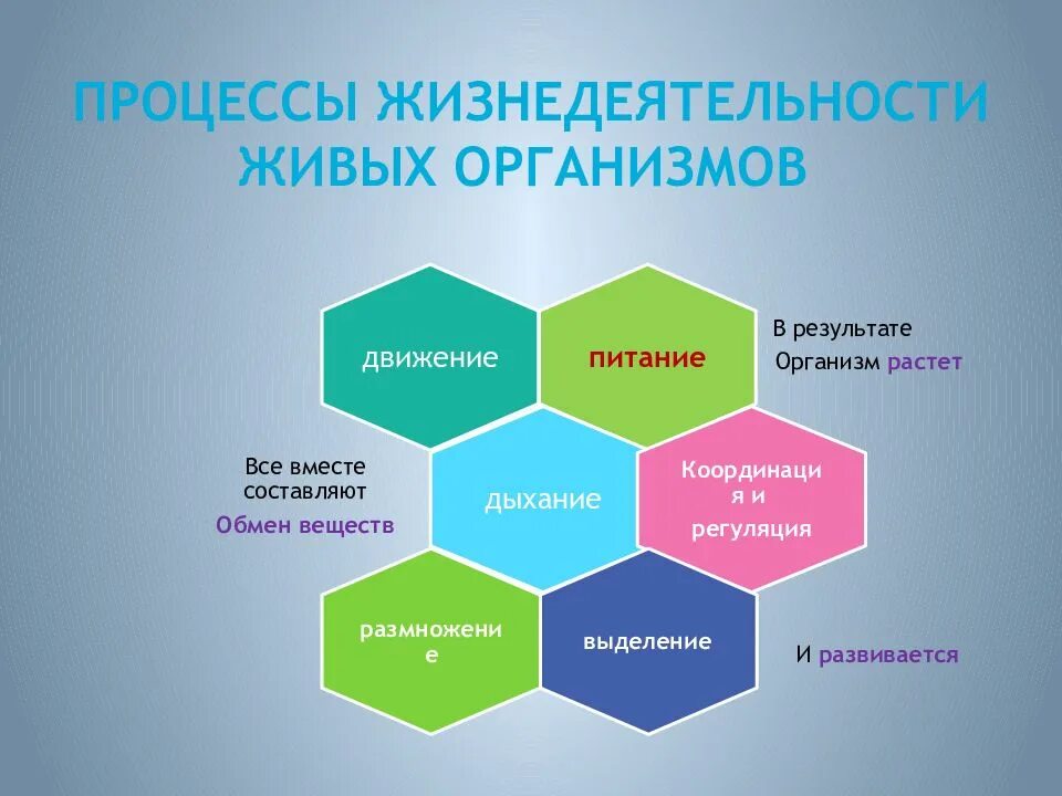 Изменение организмами в процессе жизнедеятельности. Жизнедеятельность организмов. Процессы жизнедеятельности. Процессы живых организмов. Процессы жизнедеятельности человека.