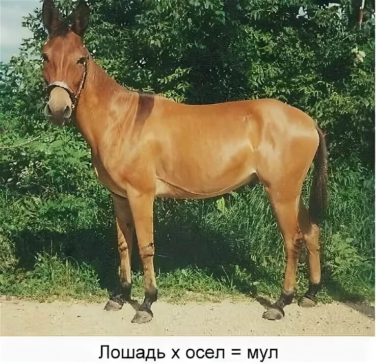 Что значит мул. Мул и лошак. мул ишак лошак. лошак это гибрид осла и лошади. ослица + конь = лошак.