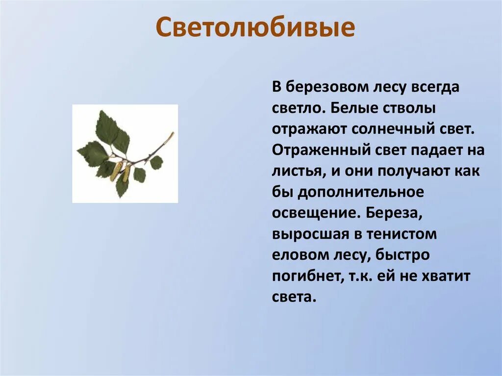 Какие среды обитания освоила береза. Береза светолюбивое растение. Место обитания березы. Условия обитания березы. Условия среды обитания березы.