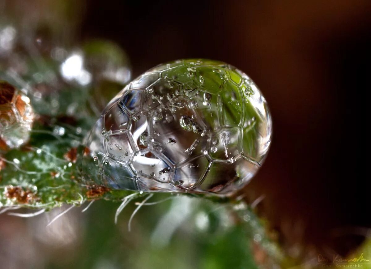Froze drop