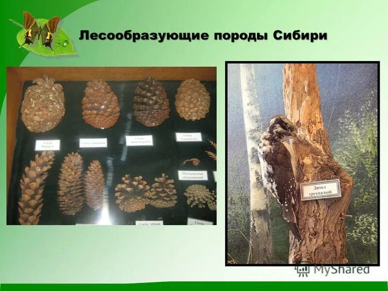 Основные лесообразующие породы. Лесообразующие породы. Типообразующая порода. Основные лесообразующие породы России. Лесообразующие породы Восточной Сибири.
