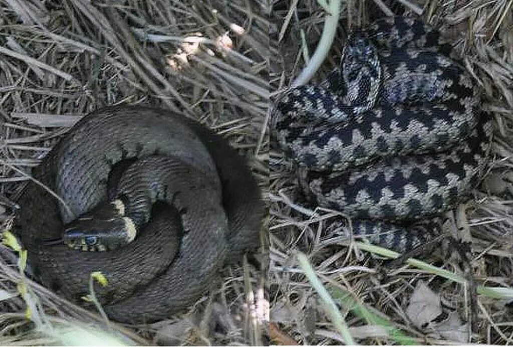 Вместе уж. Обыкновенный уж меланист. Степная гадюка меланист. Змея уж и гадюка. Черная болотная гадюка.