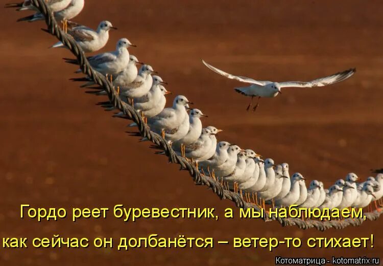 реет буревестник