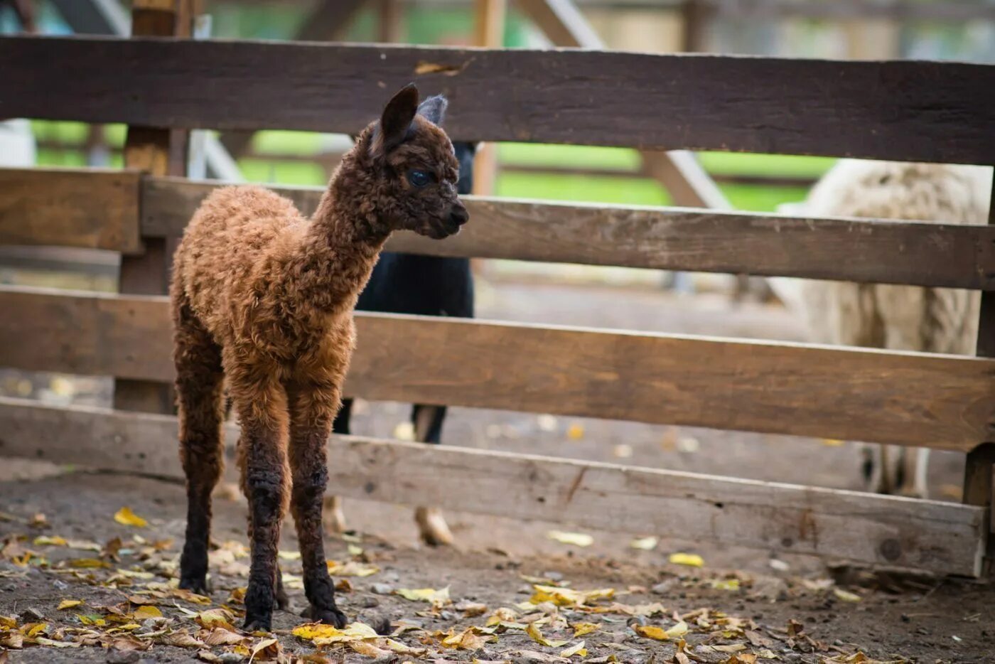 Городская ферма на вднх. Ферма альпак воронеж. Альпака педро. Городская ферма на вднх фото. Ферма с альпаками на вднх.