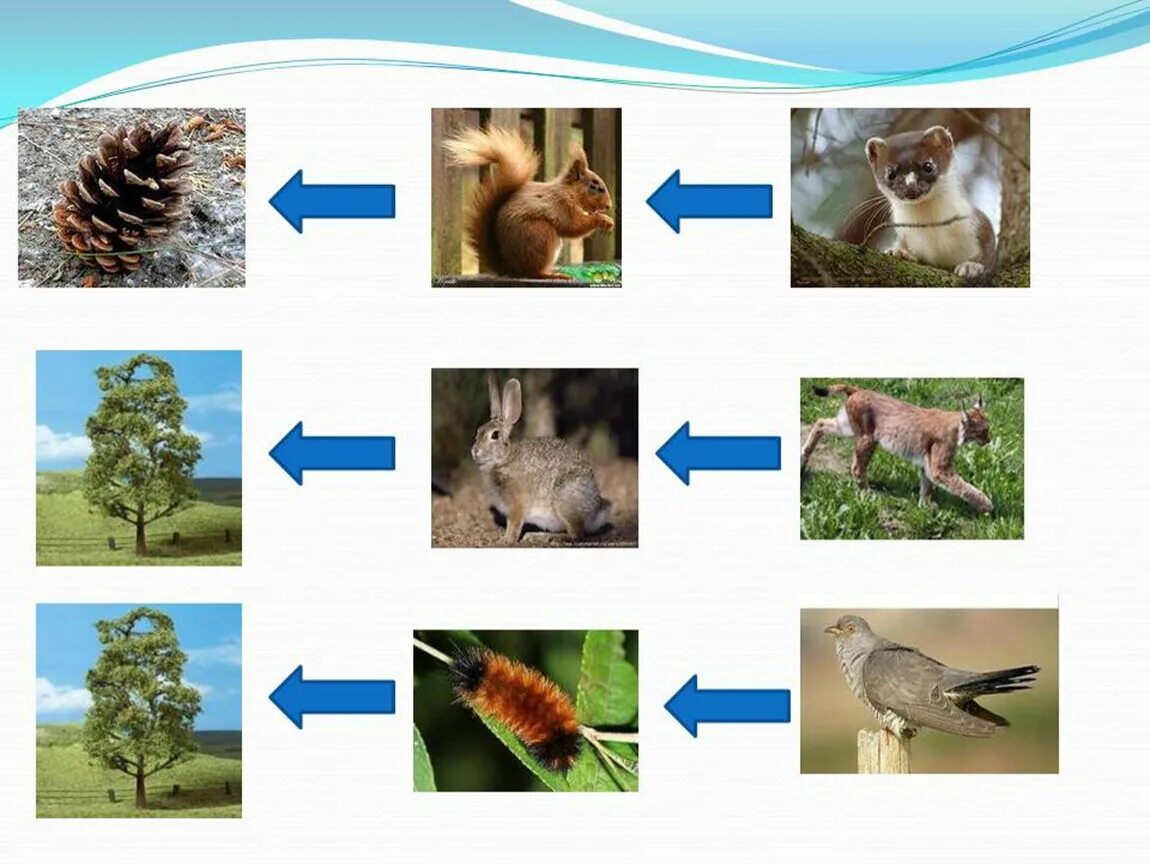 Составить цепь питания из 4 звеньев. Цепь питания в лесах России. Цепи питания смешанных и широколиственных лесов в России. Цепь питания смешанных и широколиственных лесов. Цепи питания леса России цепи питания животных.