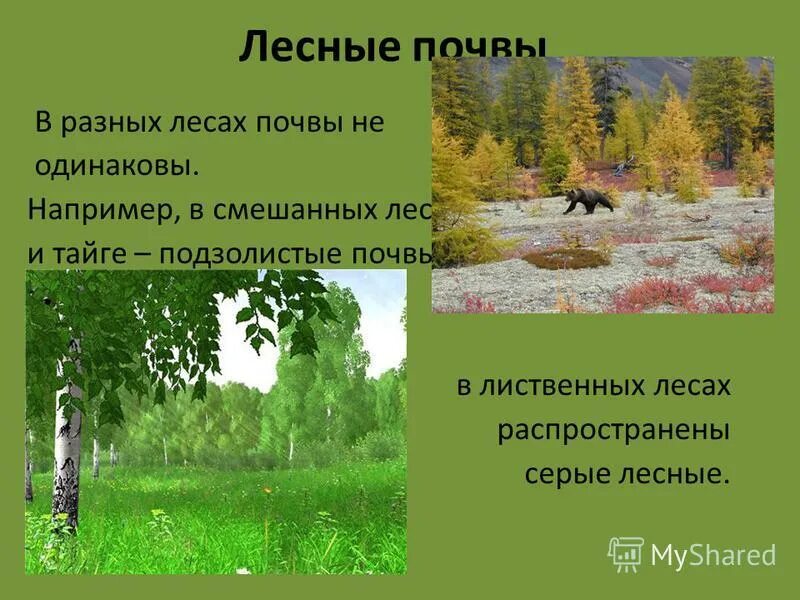 лиственный лес почва