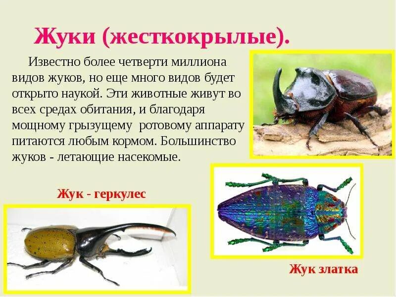 Среда обитания насекомых. Место обитания жёсткокрылых Жуков. Среда обитания жесткокрылых. Среда обитания Жуков или жесткокрылых. Жуки жесткокрылые среда обитания.