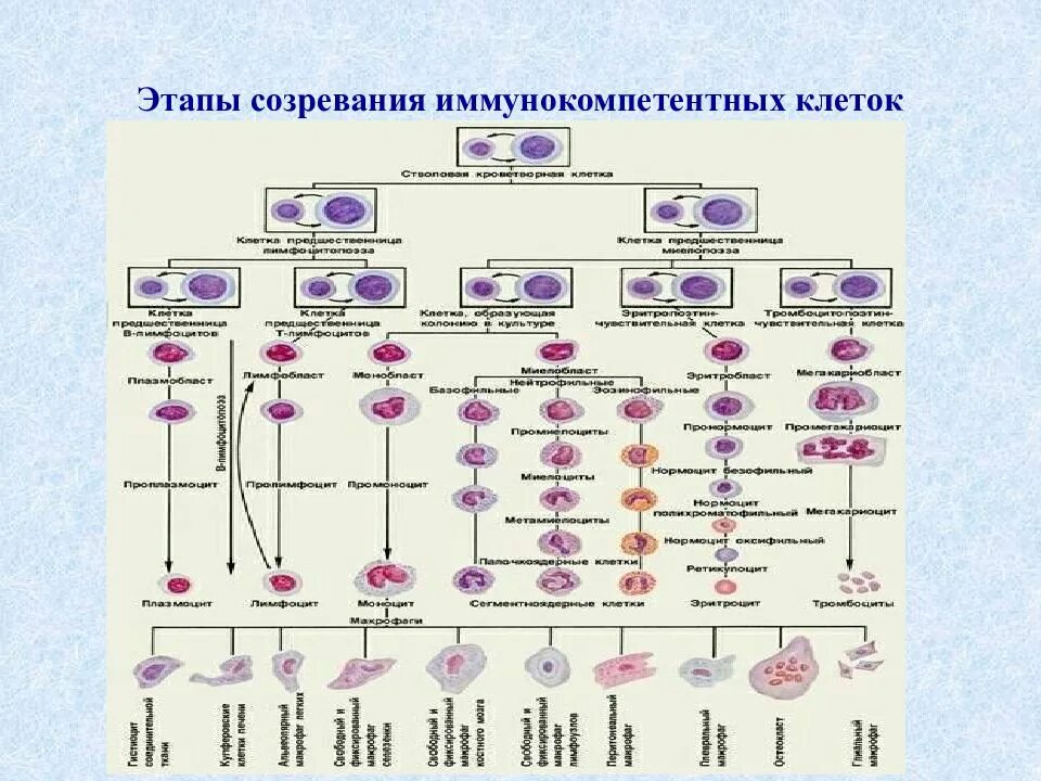 Созревание иммунных клеток. Иммунокомпетентные клетки схема микробиология. Функции иммунокомпетентных клеток таблица. Этапы созревания иммунных клеток. Иммунокомпетентные клетки а клетки.