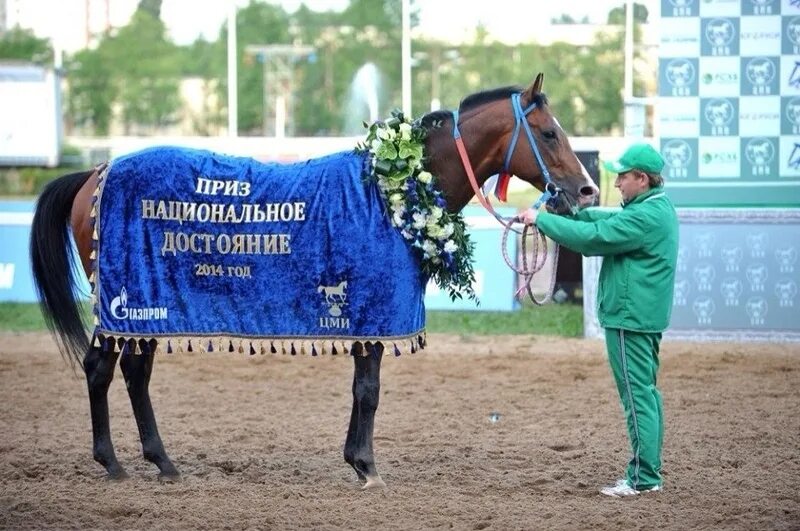 день конюшни. конюшня осиновая роща спб. день конюшни. кск пегас челябинск. конно морская авиация.