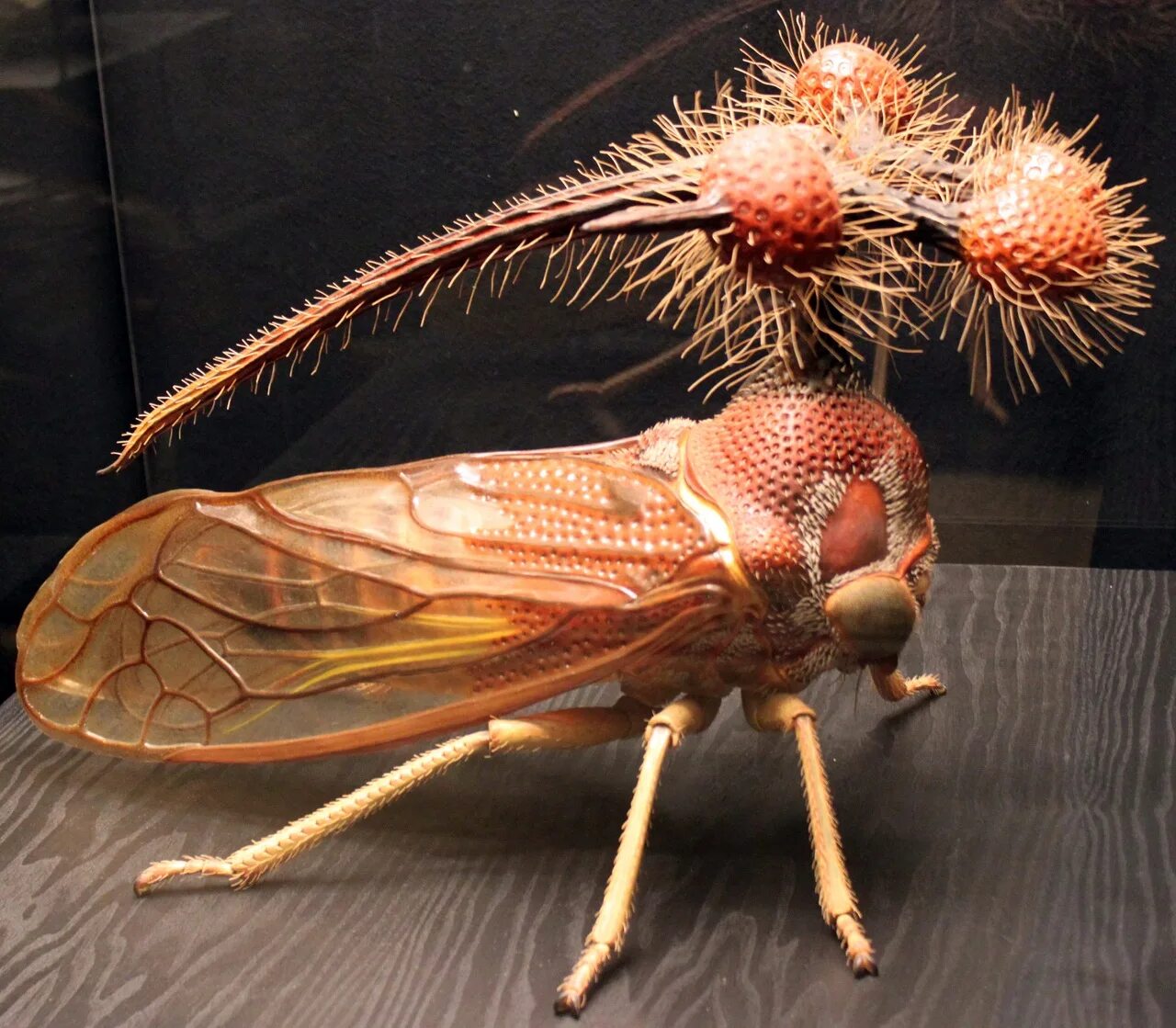 Бразильская горбатка. Бразильская Горбатка (Bocydium globulare). Жук Горбатка бразильская. Бразильская Муха Горбатка. Горбатка бразильская насекомое.