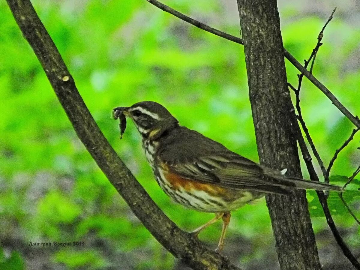 Дрозд белобровик. Дрозд белобровик птенец. Белобровик (turdus iliacus). Скворец белобровик.