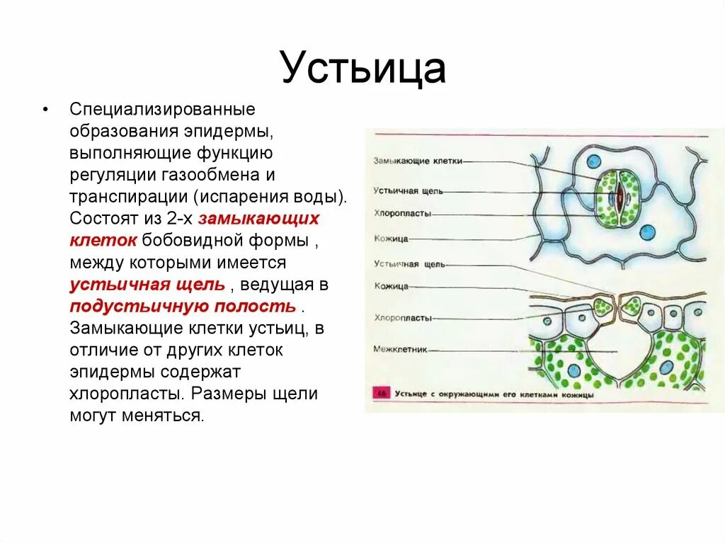 Функцию выполняет устьица у растений