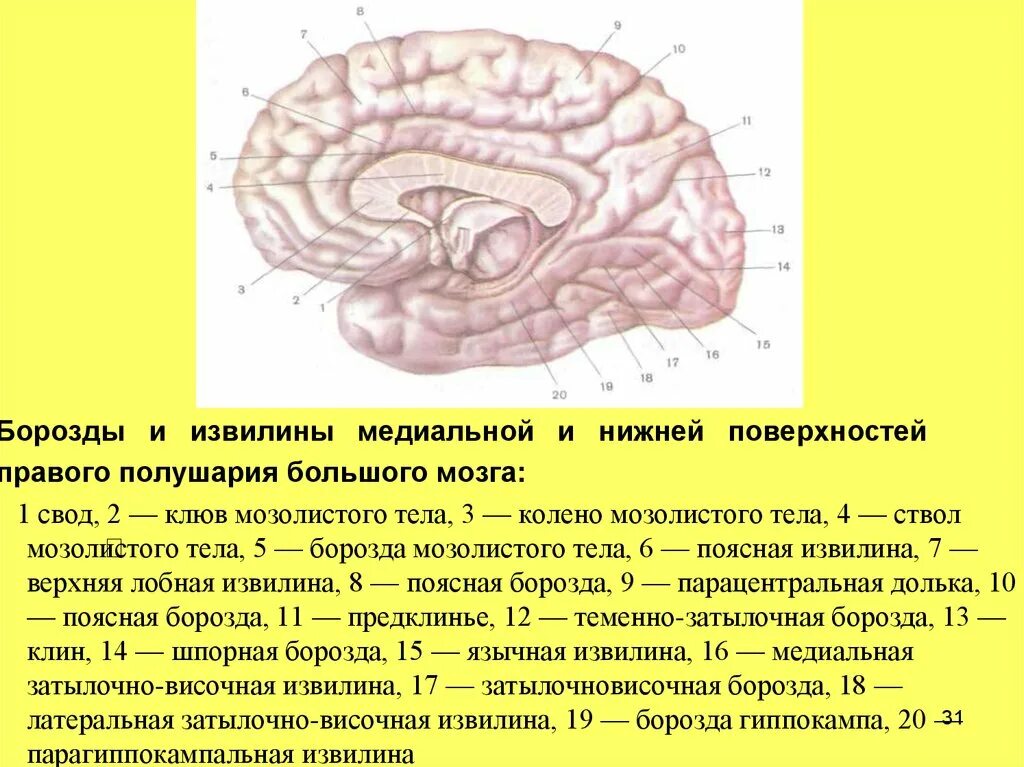 Значение извилин головного мозга. Парагиппокампальная борозда головного мозга. Головной мозг медиальная поверхность борозды и извилины. Шпорная борозда анатомия. Извилины анатомия шпорная борозда.