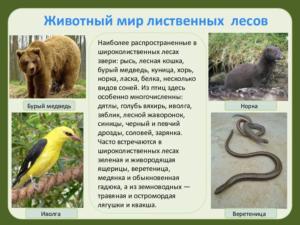 Сообщение о приспособлении животных и растений. Приспособления животных в смешанных и широколиственных лесах. приспособления животных широколиственных лесов. обитатели лиственных лесов. приспособление животных к широколиственным лесам.