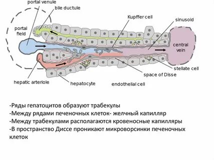 Клетки купфера в печени