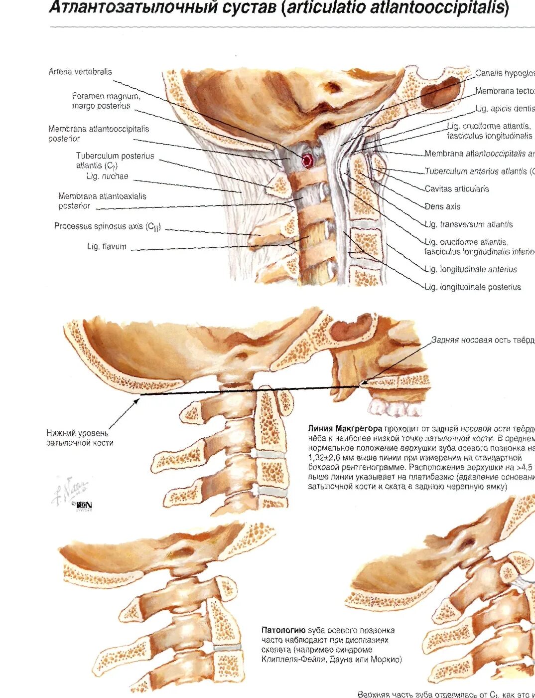 Соединения между затылочной костью. Связки атланто затылочного сустава анатомия. Атланто окципитальный сустав связки. Атланто затылочный сустав анатомия строение. Атланто затылочные суставы позвоночника.