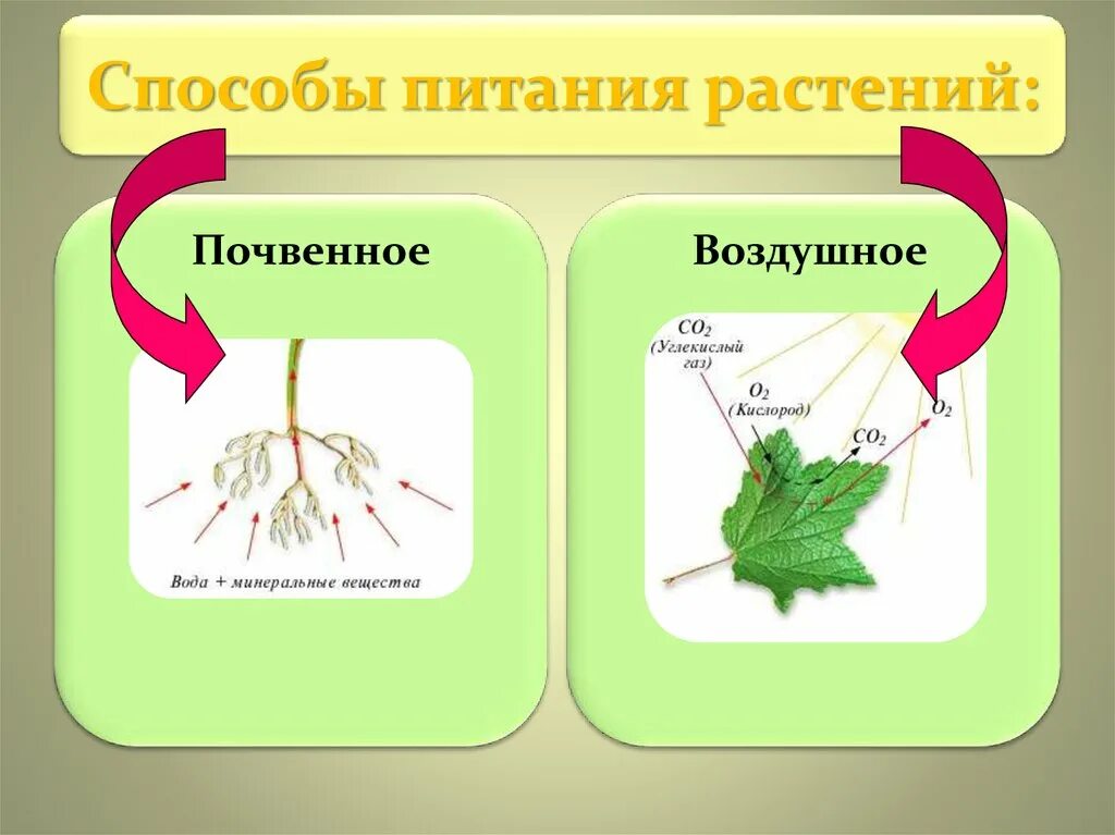 Питание растений. Схема питания растений. Воздушное питание растений. Способы питания растений.