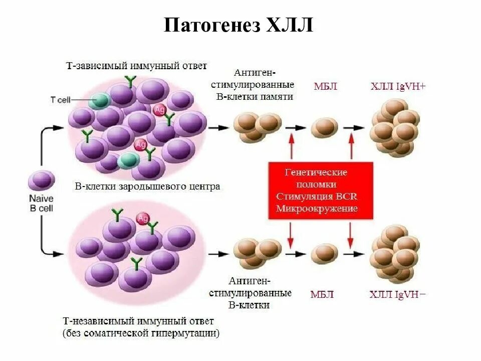 Патогенез хронического лимфолейкоза схема. Механизм развития хронического лимфолейкоза. Хронический лимфолейкоз патогенез. Хронический лимфоцитарный лейкоз патогенез. Хронический лимфолейкоз рекомендации