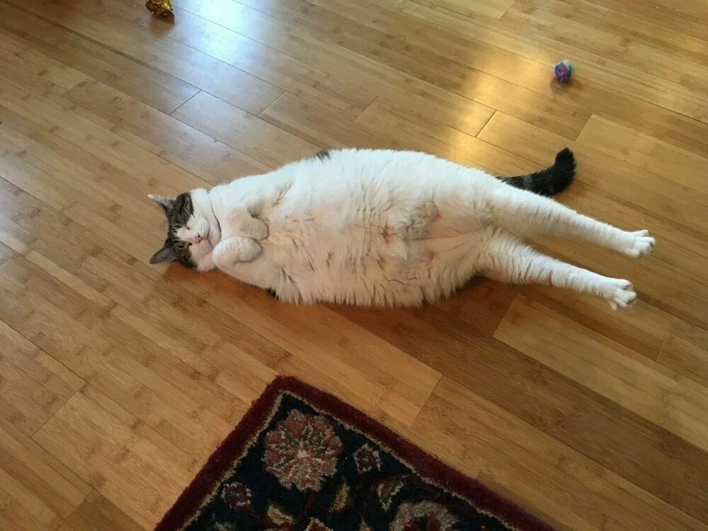 Упавший кот мем. Жирные коты. кот объелся. толстый кот лежит. толстый кот наелся.