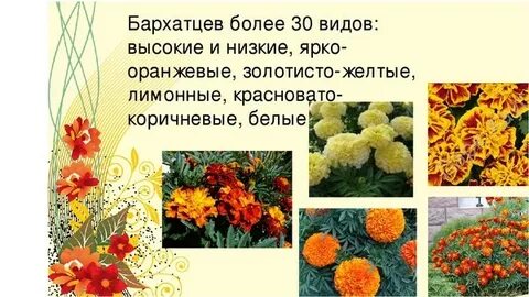 Бархатцы систематическая группа