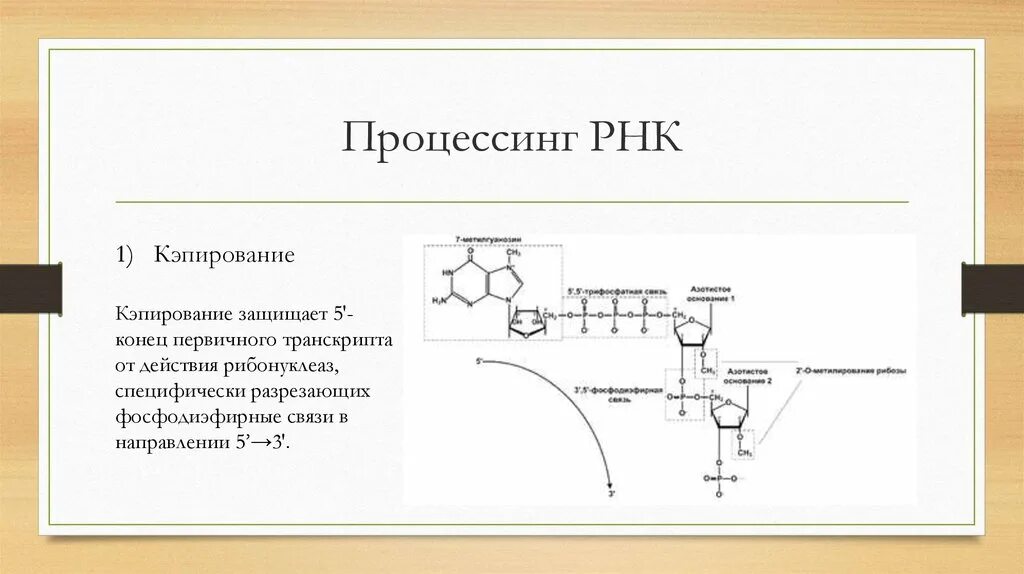 Схема процессинга РНК. Кэпирование Полиаденилирование сплайсинг. РНК-1у3 схема. Процессинг Кэпирование.