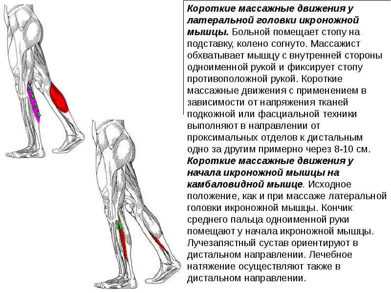 Тянет мышцы икры ног. Латеральная головка икроножной мышцы. икроножная мышца. мышцы сгибающие колено. латеральная головка икроножной мышцы функции.