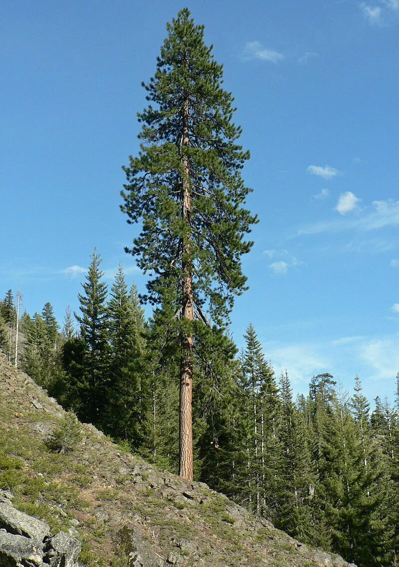 Высокое хвойное. Пинус Пандероса. Сосна Ponderosa. Сосна желтая Пондероза. Сосна обыкновенная габитус.