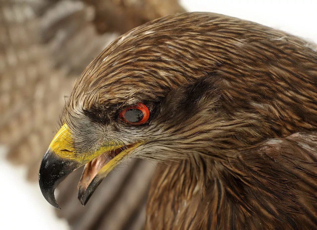 Беркут, орел степной, сокол- балобан. Галичья гора сокол балобан. Дневные хищные птицы. Сокол сапсан пикирование. Сокол сапсан ястреб коршун.