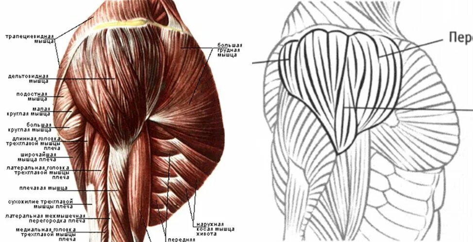 Дельтовидная мышца плечевого пояса. Мышцы плечевого пояса дельтовидная мышца. Дельтовидная мышца анатомия строение. Мышцы плеча дельтовидная анатомия человека.