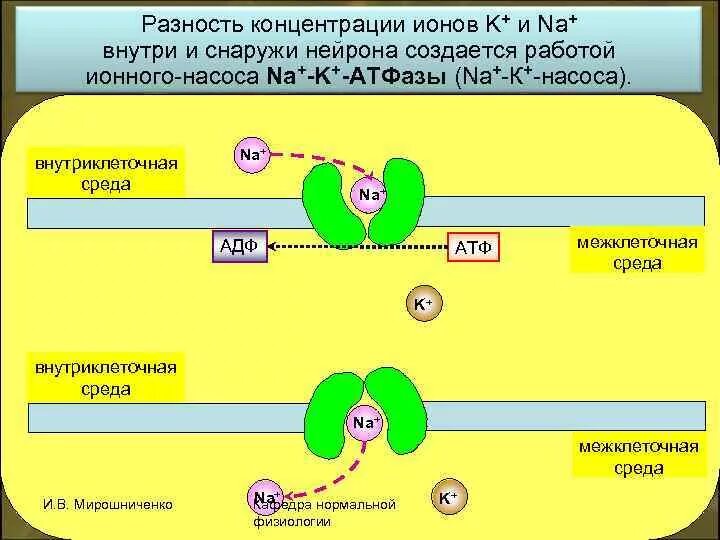 Концентрации ионов в клетке и вне клетки. Внеклеточная концентрация ионов. Соотношение ионов внутри и снаружи клетки. Разность концентрации. Разность концентрации.