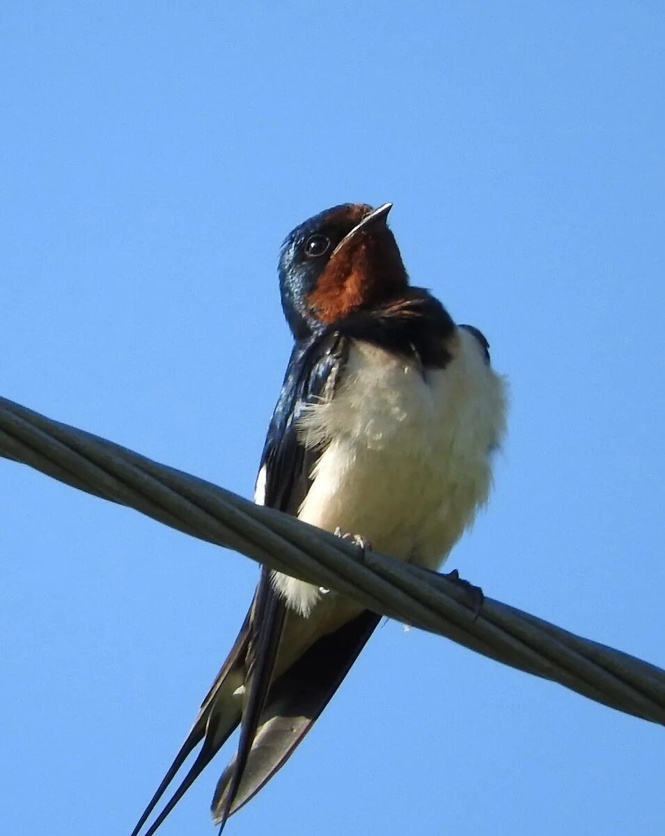 Покажи птицу ласточка. Деревенская Ласточка – Hirundo Rustica. Деревенская Ласточка Касатка. Насекомоядные птицы Ласточка. Амбарная Ласточка.