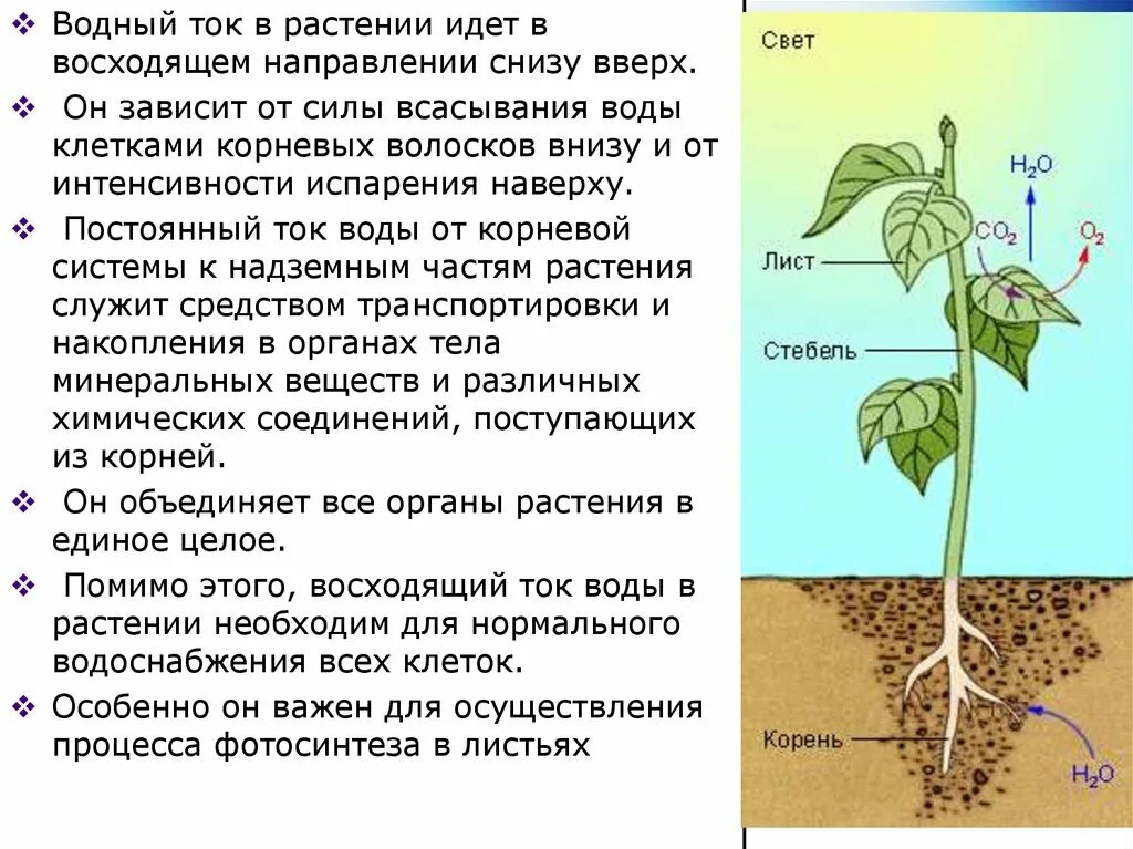 Корни испаряют воду. Всасывание воды растениями. Перемещение воды по растению. Движение воды по растению схема. Транспорт воды в растении.