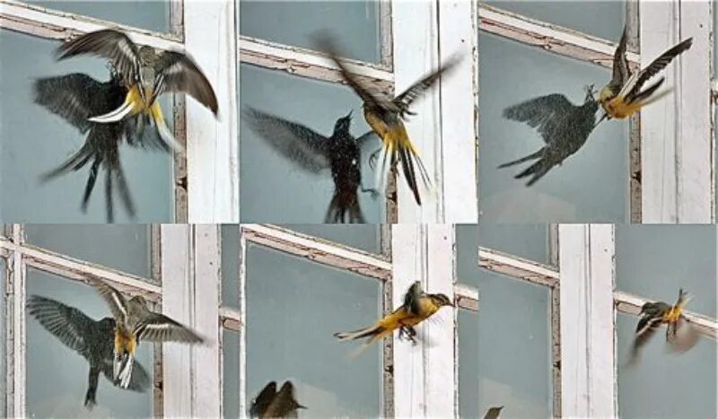 Птицы ударились в окно дома. Птица врезалась в стекло. Птички на окна. Птицы на стекле. В стекла врезаются птицы.