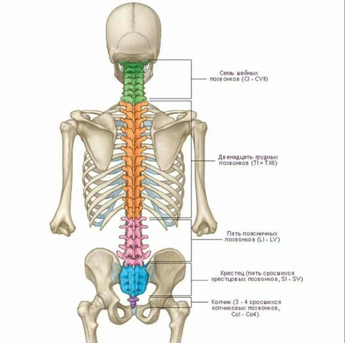 Нижняя часть поясницы. Анатомия человека кости скелета позвоночника. Анатомия костей поясничного отдела позвоночника. Отделы позвоночника человека на скелете человека.