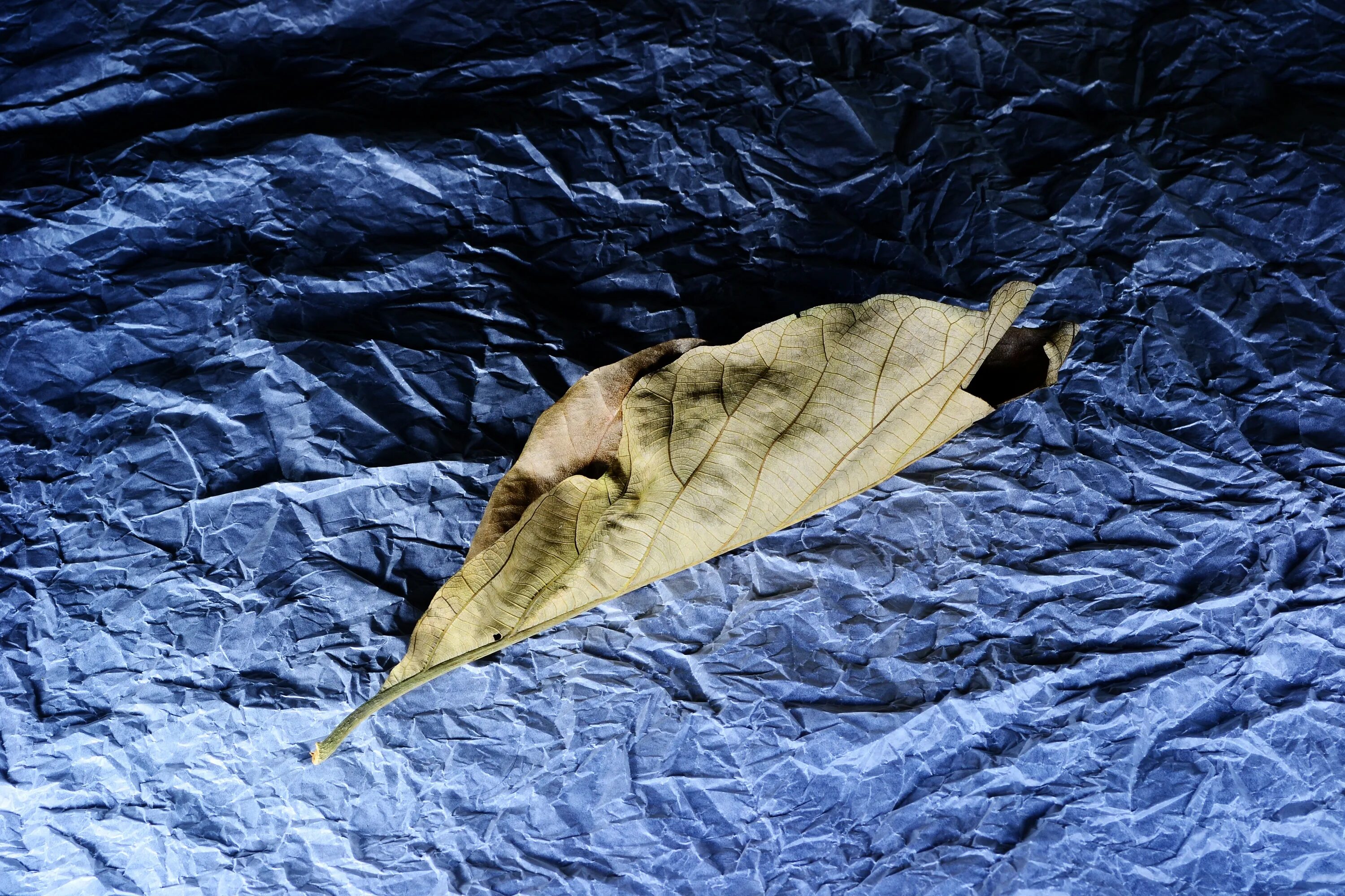 На солнце сох лист. Старые тряпки на ветру. Сухие листья в живописи. Тряпочки на ветру. Сухие листья в мешке.
