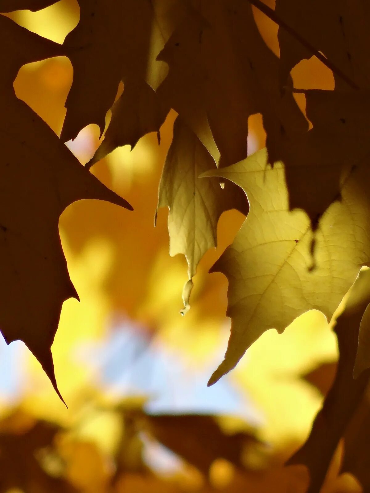 Открытка из кленовых листьев. Коричневые листья. October leaves. Осенняя листва. Куча осенних листьев.
